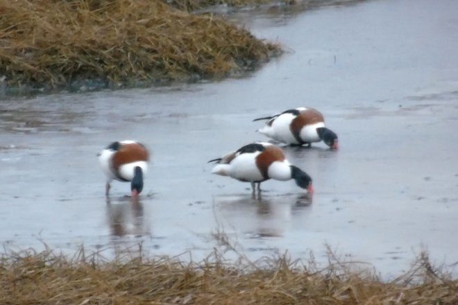 Saint John, NB - Dec. 24, 2016